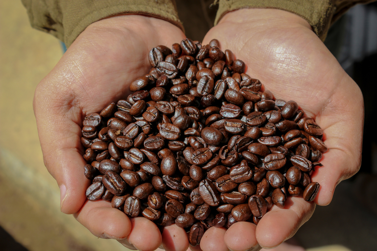 Coffee Farmer Showing Coffee Beans